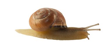 Orman salyangoz, Cepaea nemoralis beyaz bir arka plan üzerinde