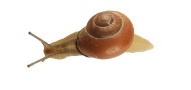 Orman salyangoz, Cepaea nemoralis beyaz bir arka plan üzerinde