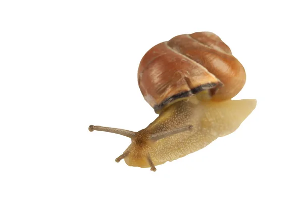 Waldschnecke Cepaea Nemoralis Auf Weißem Hintergrund — Stockfoto