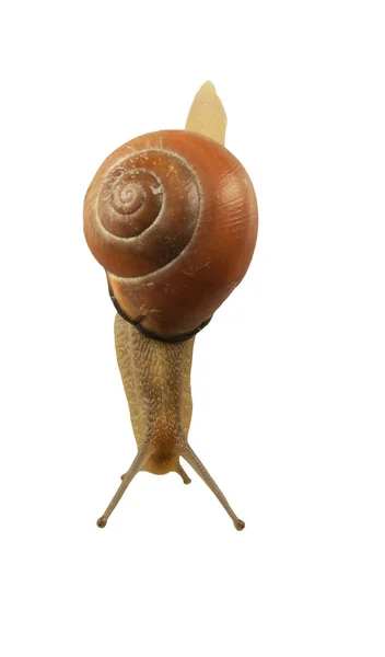 Forest Snail Cepaea Nemoralis White Background — Stock Photo, Image