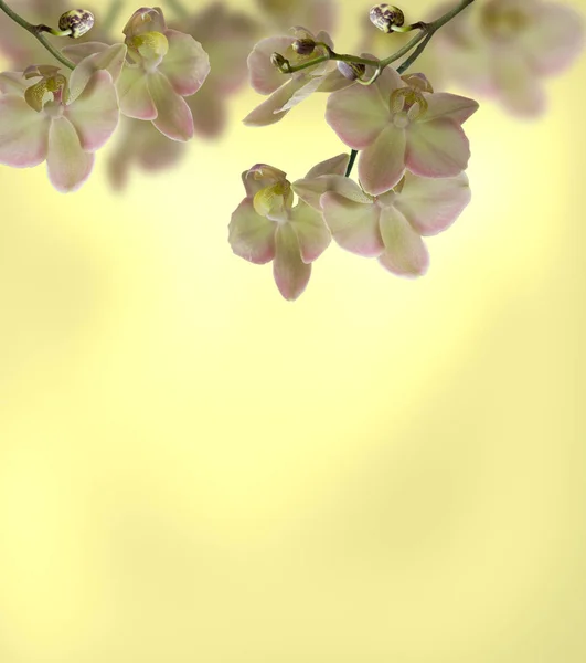siyah zemin üzerine sarı-pembe orkide çiçek Phalaenopsis kelebek