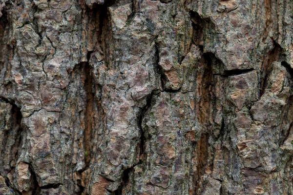Textura Relieve Corteza Marrón Árbol Con Musgo Verde Liquen — Foto de Stock