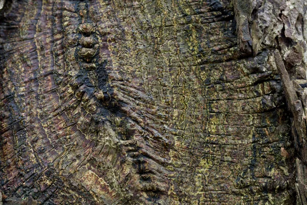 Textura Relieve Corteza Marrón Árbol Con Musgo Verde Liquen — Foto de Stock