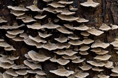 large group of tinder mushrooms grows on a dead tree clipart