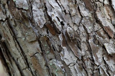 Bir ağaç yeşil yosun ve liken üstünde o ile kahverengi kabuğu kabartma dokusu. 