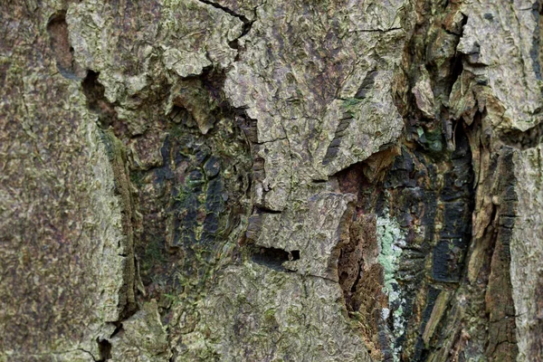 Textura Alívio Casca Marrom Uma Árvore Com Musgo Verde Líquen — Fotografia de Stock