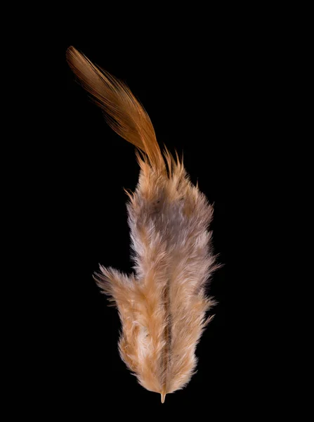 Beautiful Fluffy Feather Domestic Chicken Close — Stock Photo, Image
