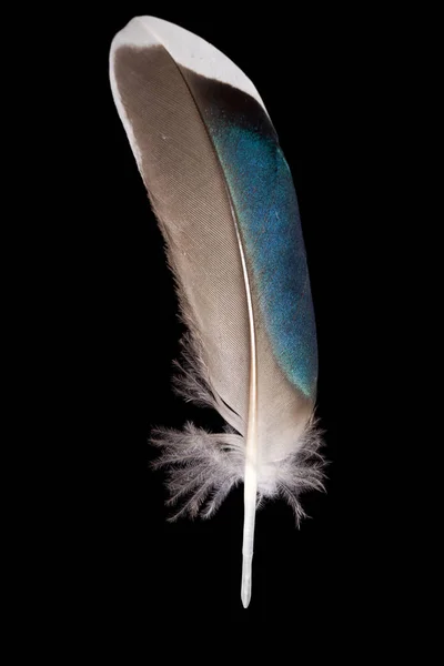 Beautiful Mallard Feather Anas Platyrhynchos Close — Stock Photo, Image