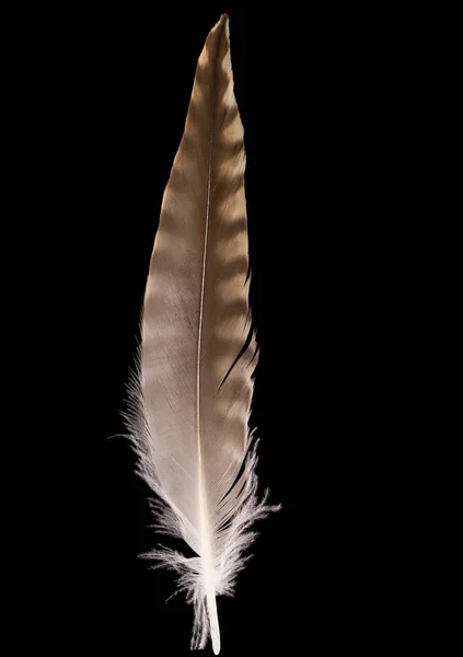 Güzel kıvrımlı tüy Numenius phaeopus. Yaklaş.