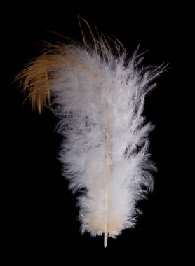 güzel tüylü evcil tavuk yakından.