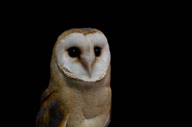 Genç ve güzel bir baykuş ahırı baykuşunun portresi (Tyto alba)