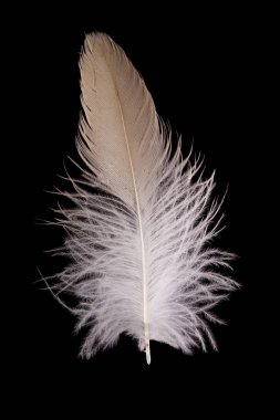 Güzel Falcon (Falco tinnunculus) tüyleri siyah bir arkaplanda yaklaşır 