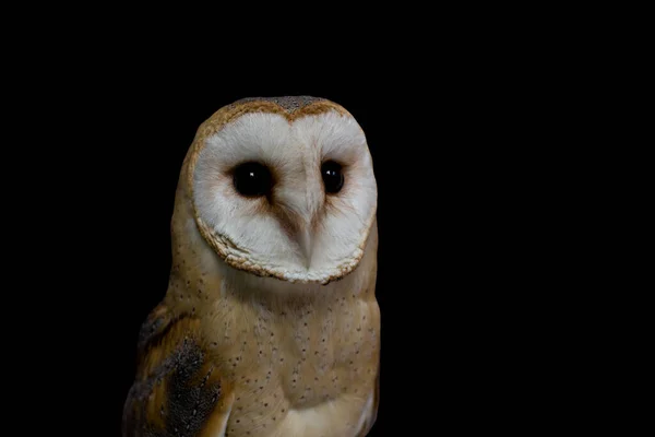 Genç Güzel Bir Baykuş Ahırı Baykuşunun Portresi Tyto Alba — Stok fotoğraf