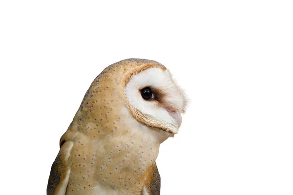 Genç ve güzel bir baykuş ahırı baykuşunun portresi (Tyto alba)