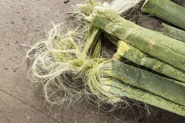 Imagen Yucatan, Meksika bir eski henequen çiftlik üzerinde dinlenme lhenequen yaprak (fourcroiydes agav). defibrated işlemine başlamadan 