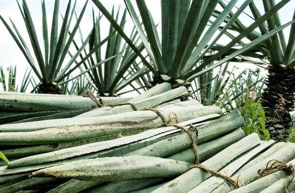 Imagen de una pila de hojas de henequen (fourcroiydes agave ) — Foto de Stock