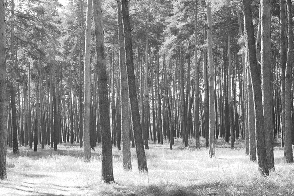 Pine forest, black-white photo