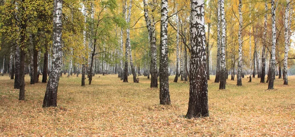 Herbst-Birkenhain bei trübem Wetter — Stockfoto