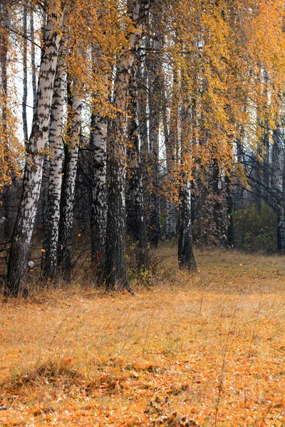 Herfst berk grove in bewolkt weer — Stockfoto