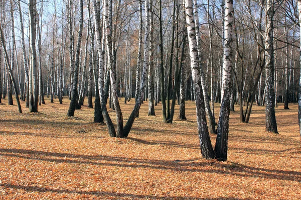 흐린 날씨에가 백 화 나무숲 — 스톡 사진