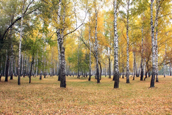 Bosque de abedul de otoño en clima nublado —  Fotos de Stock