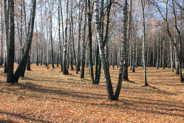 Betulla autunnale boschetto in tempo nuvoloso — Foto Stock