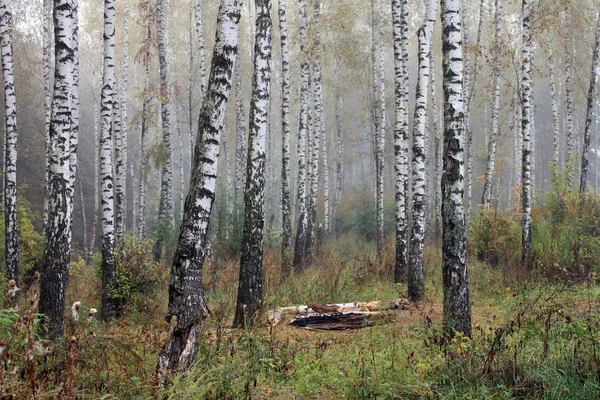 Grove a nyírfa a kora ősz, esik panoráma — Stock Fotó