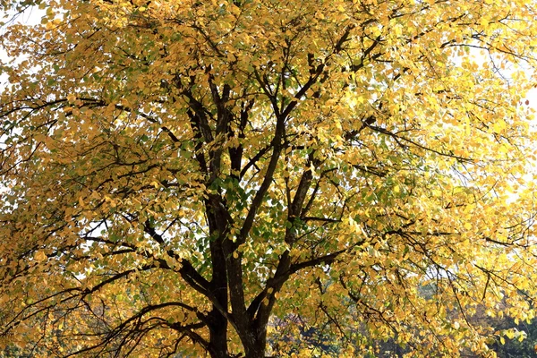 Albero autunnale con foglie gialle — Foto Stock