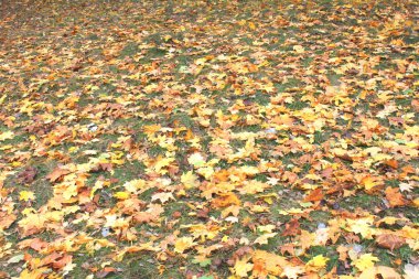 Yeşil çimenlerin üzerinde renkli sonbahar yaprakları