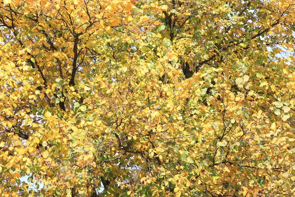 Hösten träd med gula blad i bra väder dag — Stockfoto