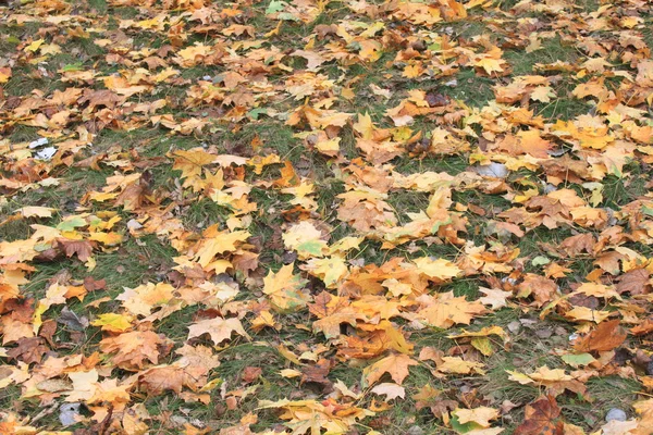 Coloridas hojas de otoño sobre hierba verde — Foto de Stock