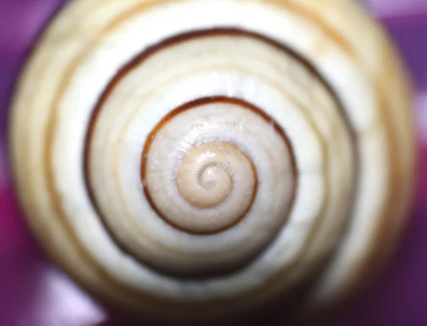Bela cor pérola shell close-up / foto macro com foco seletivo no centro da foto — Fotografia de Stock