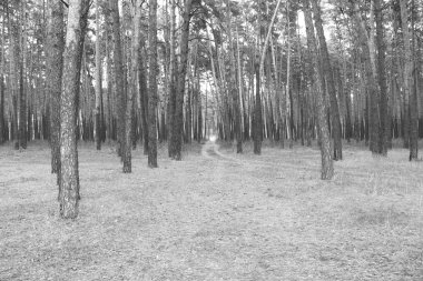 Çam ormanı, siyah-beyaz fotoğraf