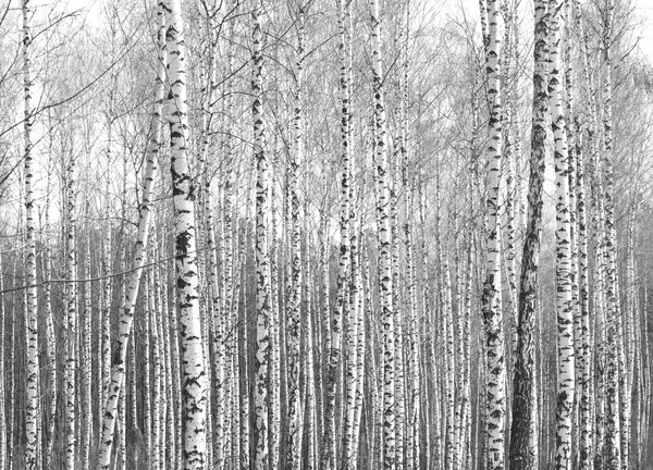 Floresta de vidoeiro, foto preto-branco — Fotografia de Stock