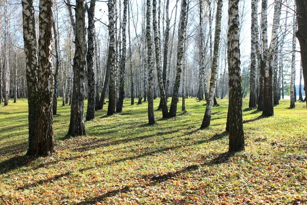 Bosque de abedul de otoño —  Fotos de Stock