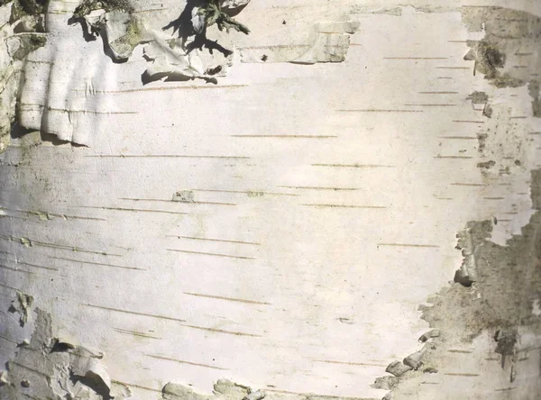 桦树树皮质感自然背景文件特写 — 图库照片