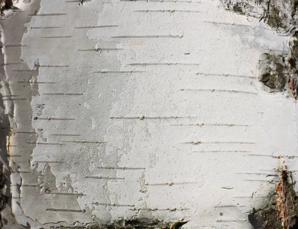 Ύφασμα φλοιού σημύδας φυσικό χαρτί φόντου close-up — Φωτογραφία Αρχείου