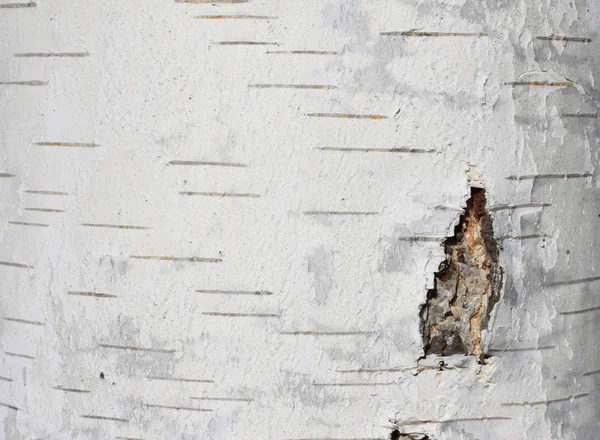 Textura de casca de vidoeiro papel de fundo natural close-up — Fotografia de Stock
