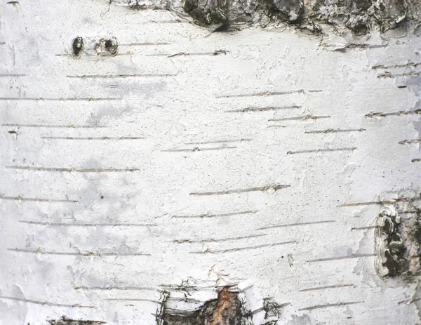 Corteza de abedul textura fondo natural papel de cerca — Foto de Stock