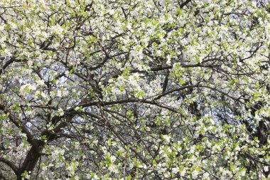Bahar çiçeği arka plan, güzel beyaz bahar çiçekleri. Tazelik, koku ve hassasiyet.