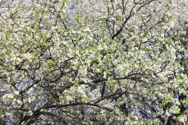 Bahar çiçeği arka plan, güzel beyaz bahar çiçekleri. Tazelik, koku ve hassasiyet.