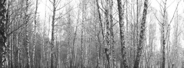 huş ağacı orman, siyah-beyaz fotoğraf, güzellikler