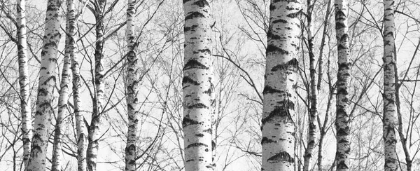 Bosque de abedul, foto en blanco y negro, hermoso panorama — Foto de Stock