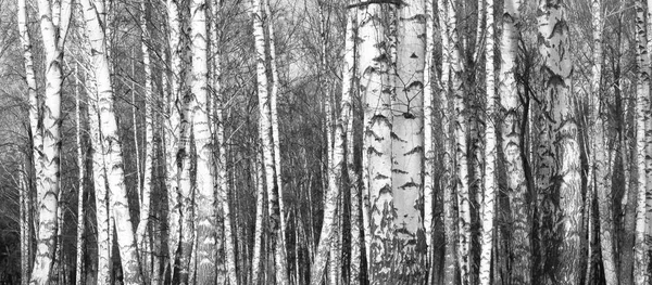 Birch forest, black-white photo, beautiful panorama — Stock Photo, Image