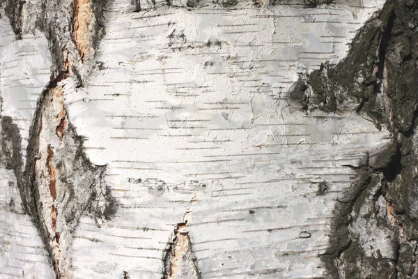 Březová kůra textury přirozeného pozadí papíru detail / bříza strom dřevěných texture / bříza stromová kůra / vzor z březové kůry — Stock fotografie