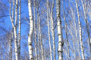 Beyaz Ağaç mavi gökyüzü ile güzel manzara