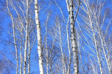 Beyaz Ağaç mavi gökyüzü ile güzel manzara