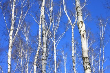 Beyaz Ağaç mavi gökyüzü ile güzel manzara