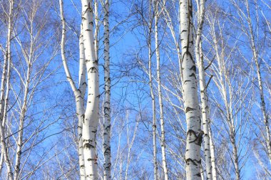 Beyaz Ağaç mavi gökyüzü ile güzel manzara