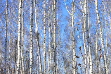 Beyaz Ağaç mavi gökyüzü ile güzel manzara